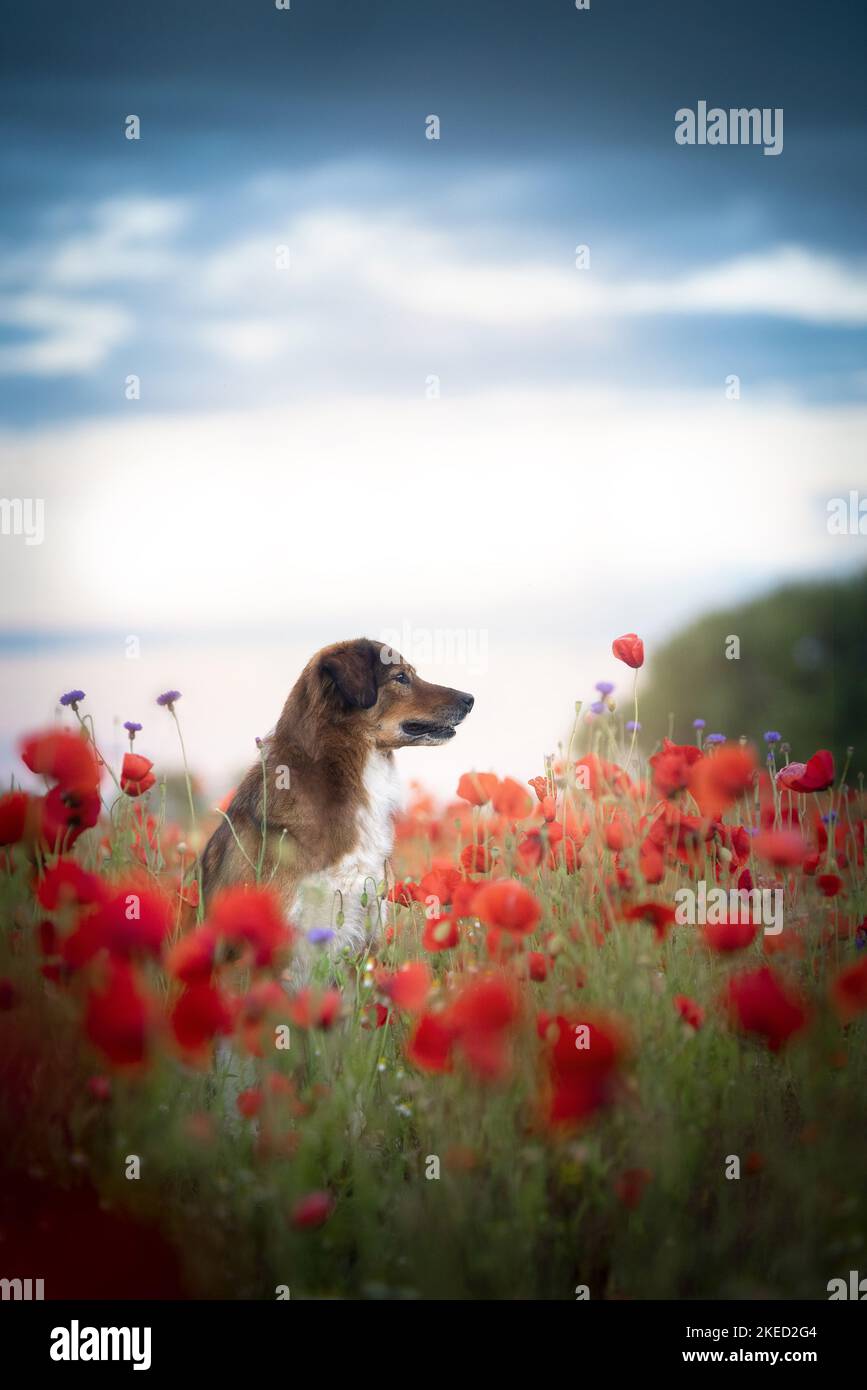 Austrian shorthaired pinscher hi-res stock photography and images - Alamy