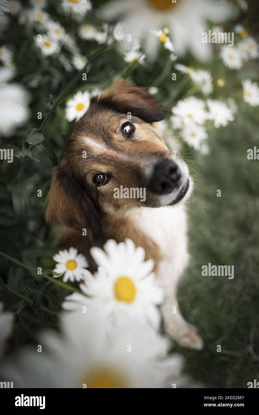Austrian shorthaired pinscher hi-res stock photography and images - Alamy