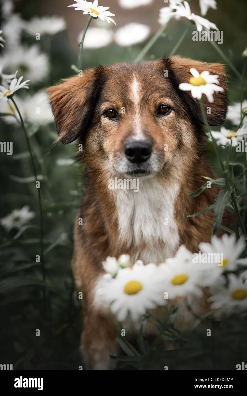 Austrian dog breed hi-res stock photography and images - Alamy