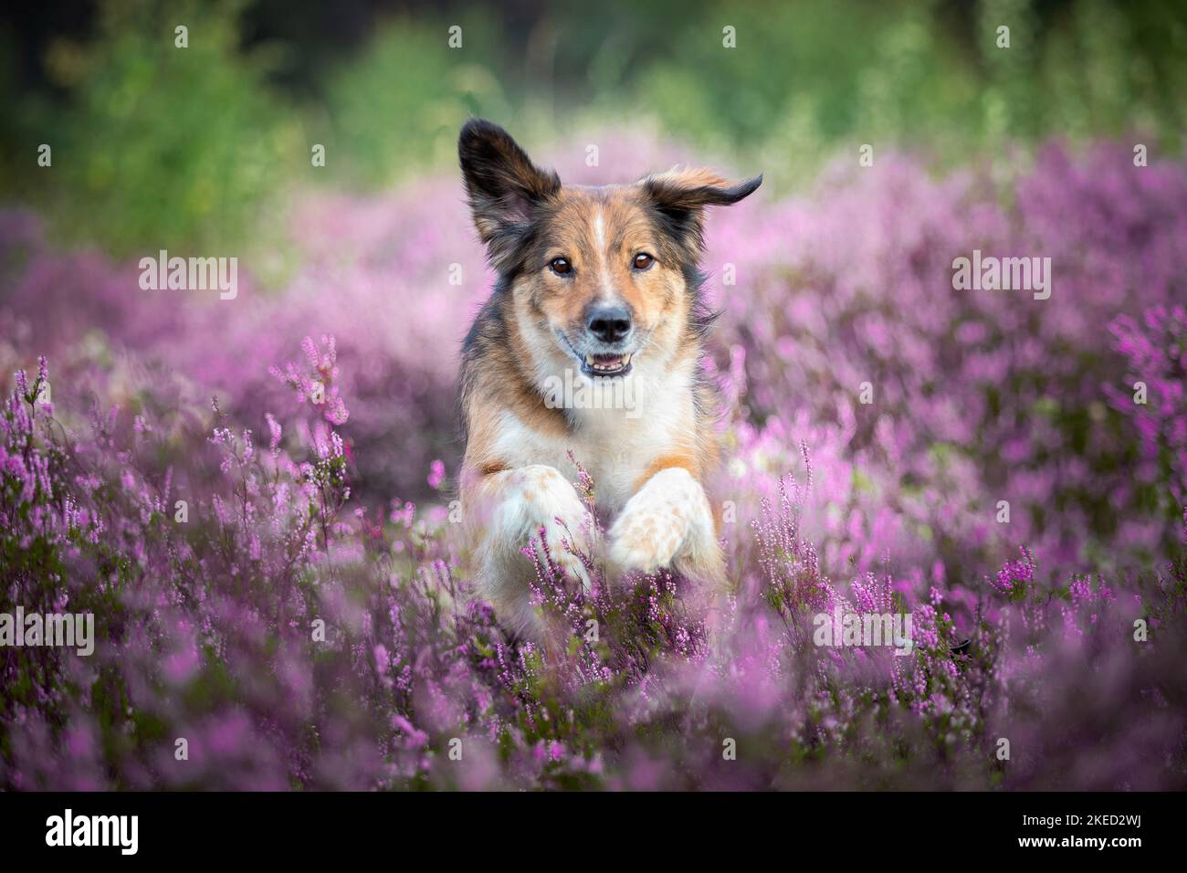 Austrian pinscher summer hi-res stock photography and images - Alamy