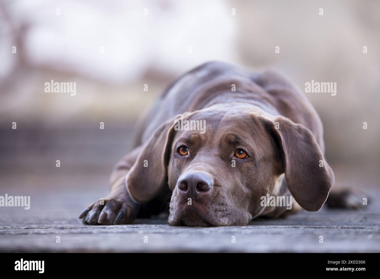Mastiff labrador mongrel hires stock photography and images Alamy