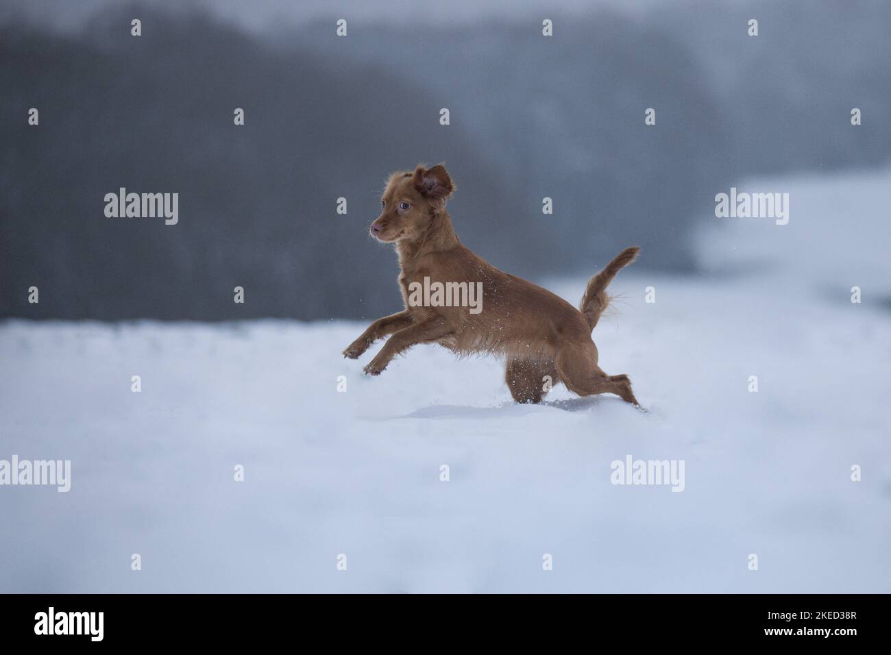 red Cocker-Spaniel-Mongrel Stock Photo