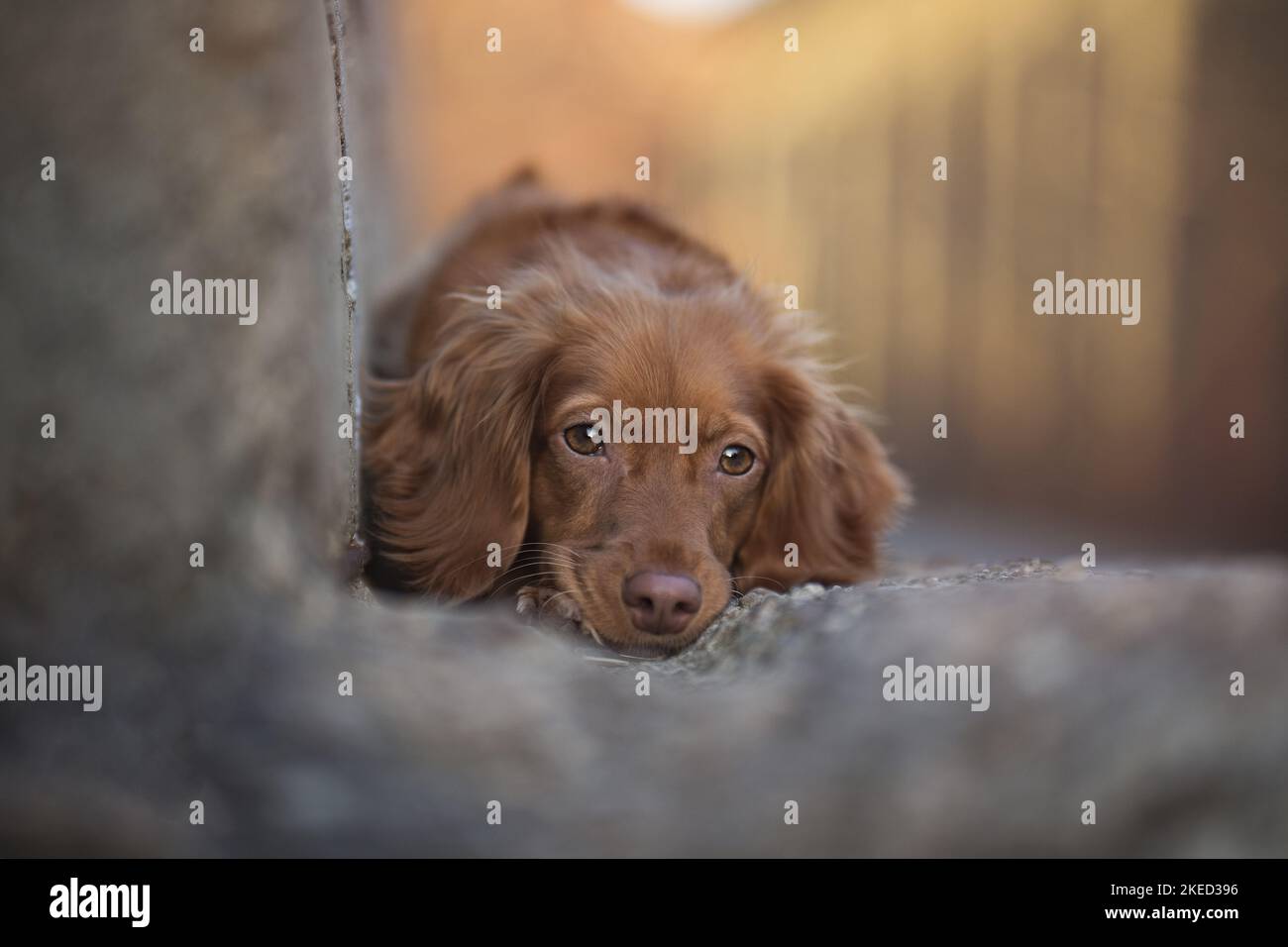 red Cocker-Spaniel-Mongrel Stock Photo