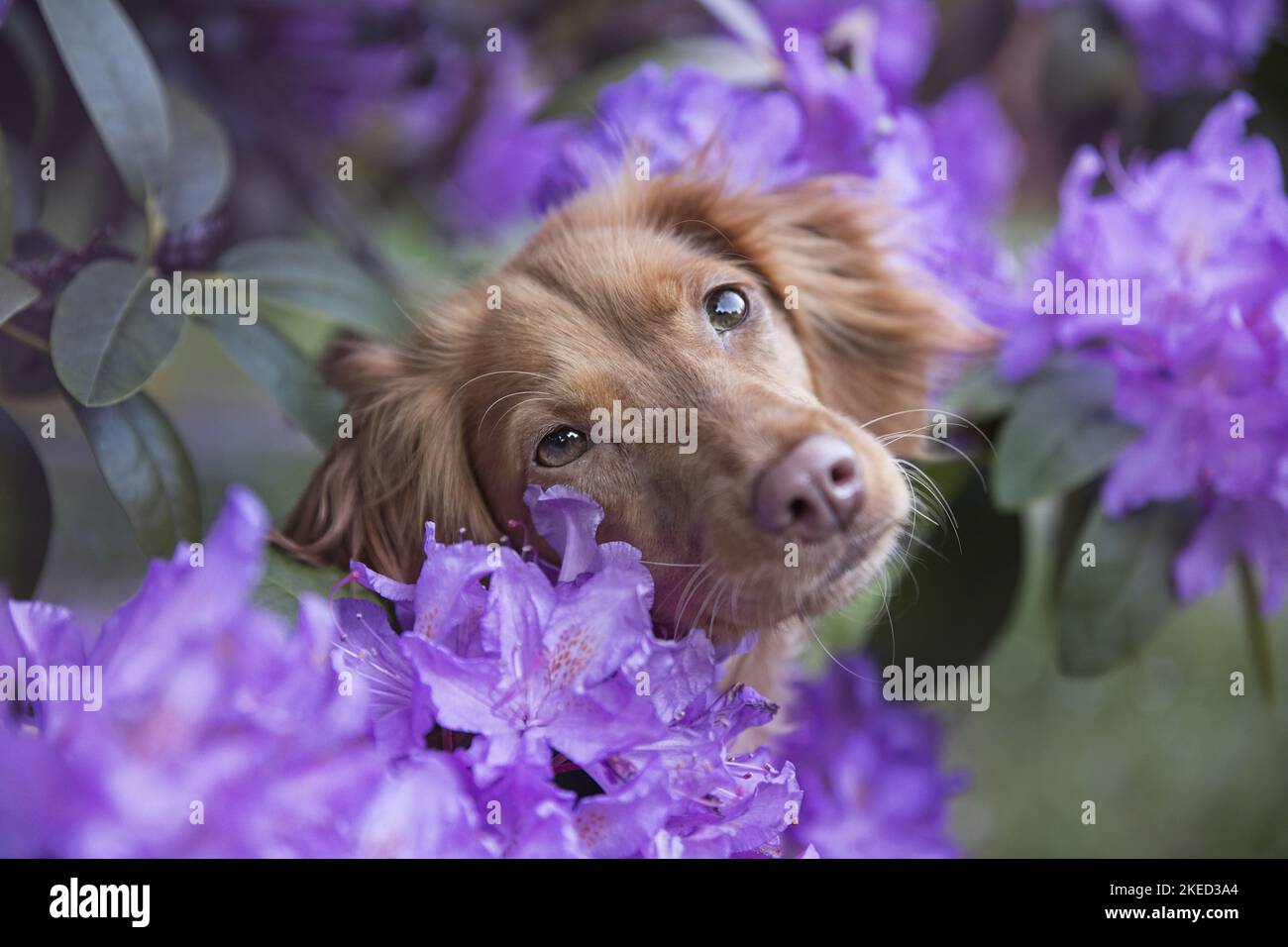 red Cocker-Spaniel-Mongrel Stock Photo