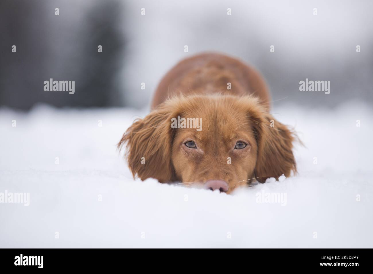 red Cocker-Spaniel-Mongrel Stock Photo