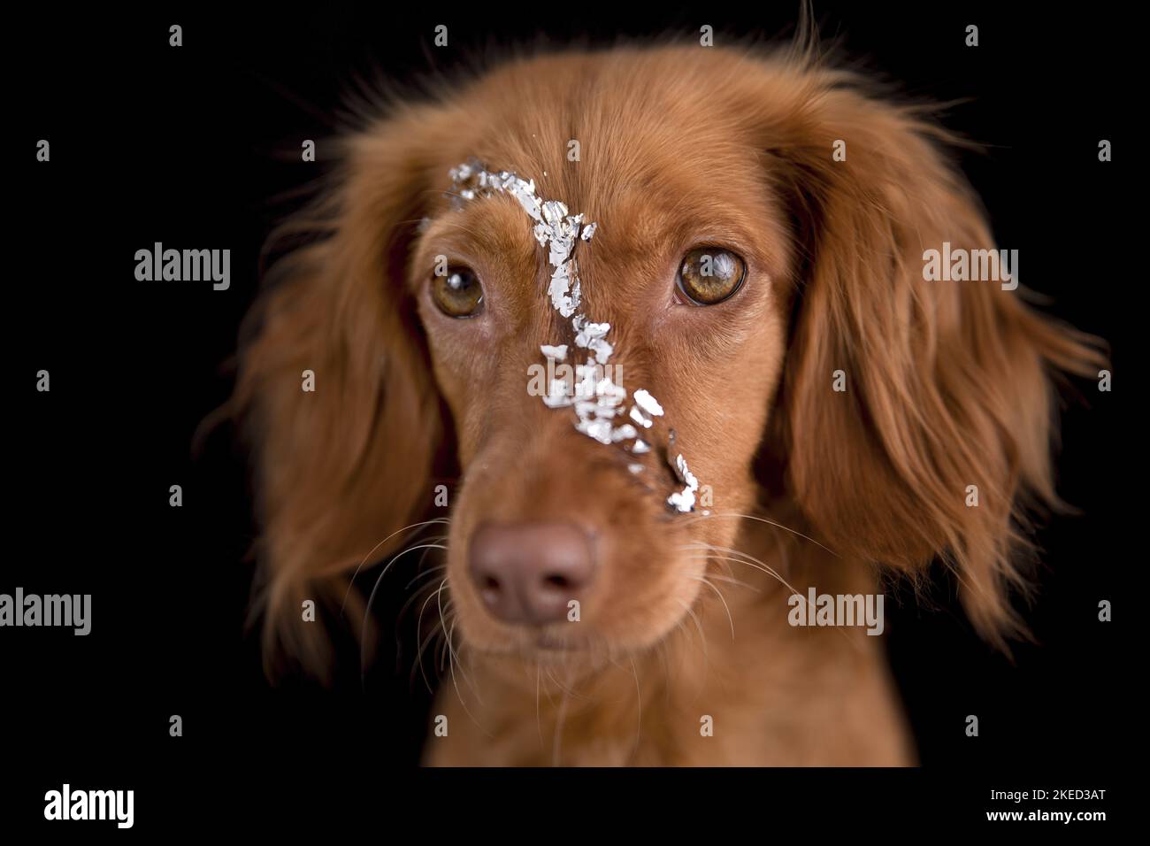 red Cocker-Spaniel-Mongrel Stock Photo