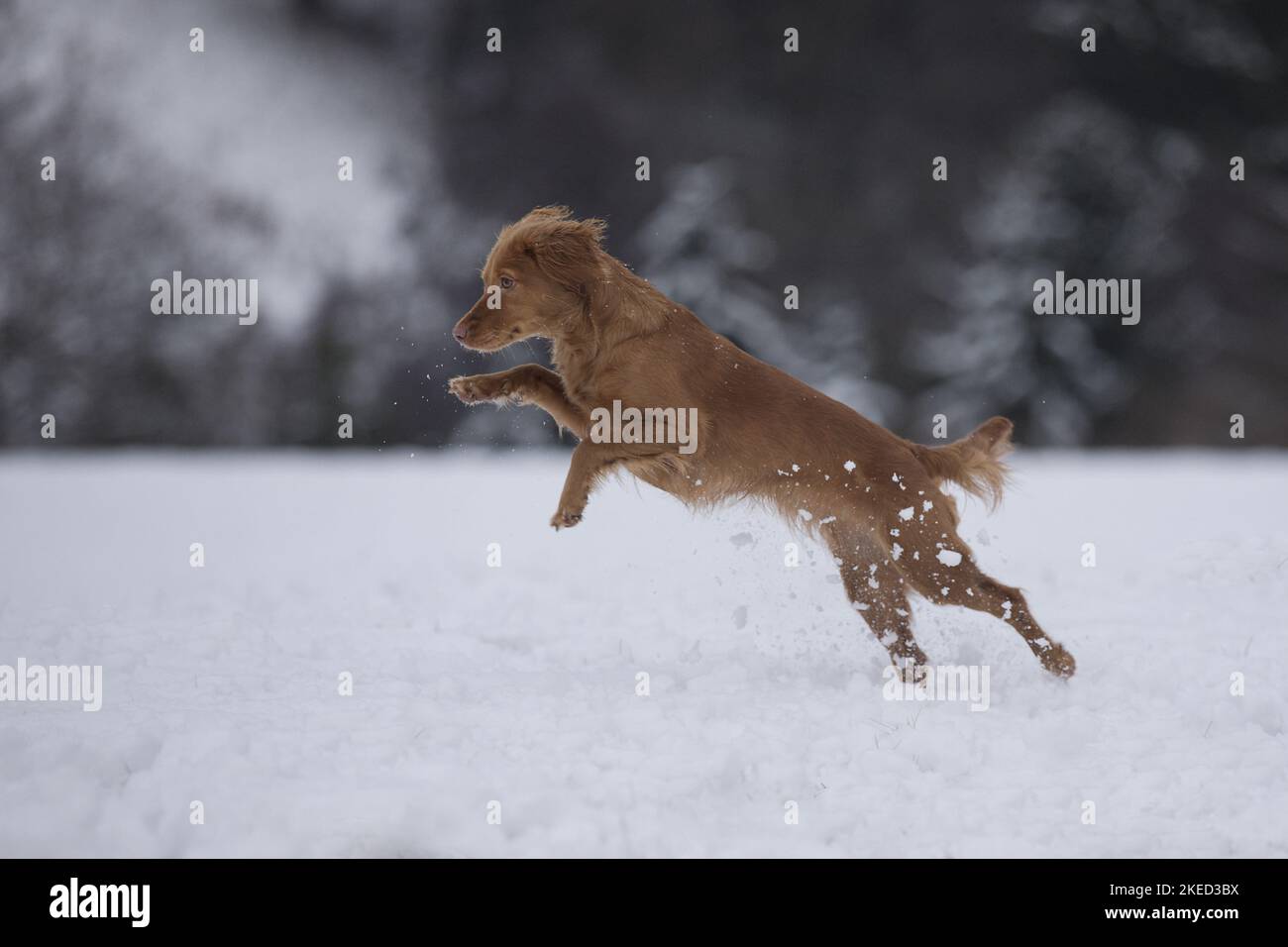 red Cocker-Spaniel-Mongrel Stock Photo