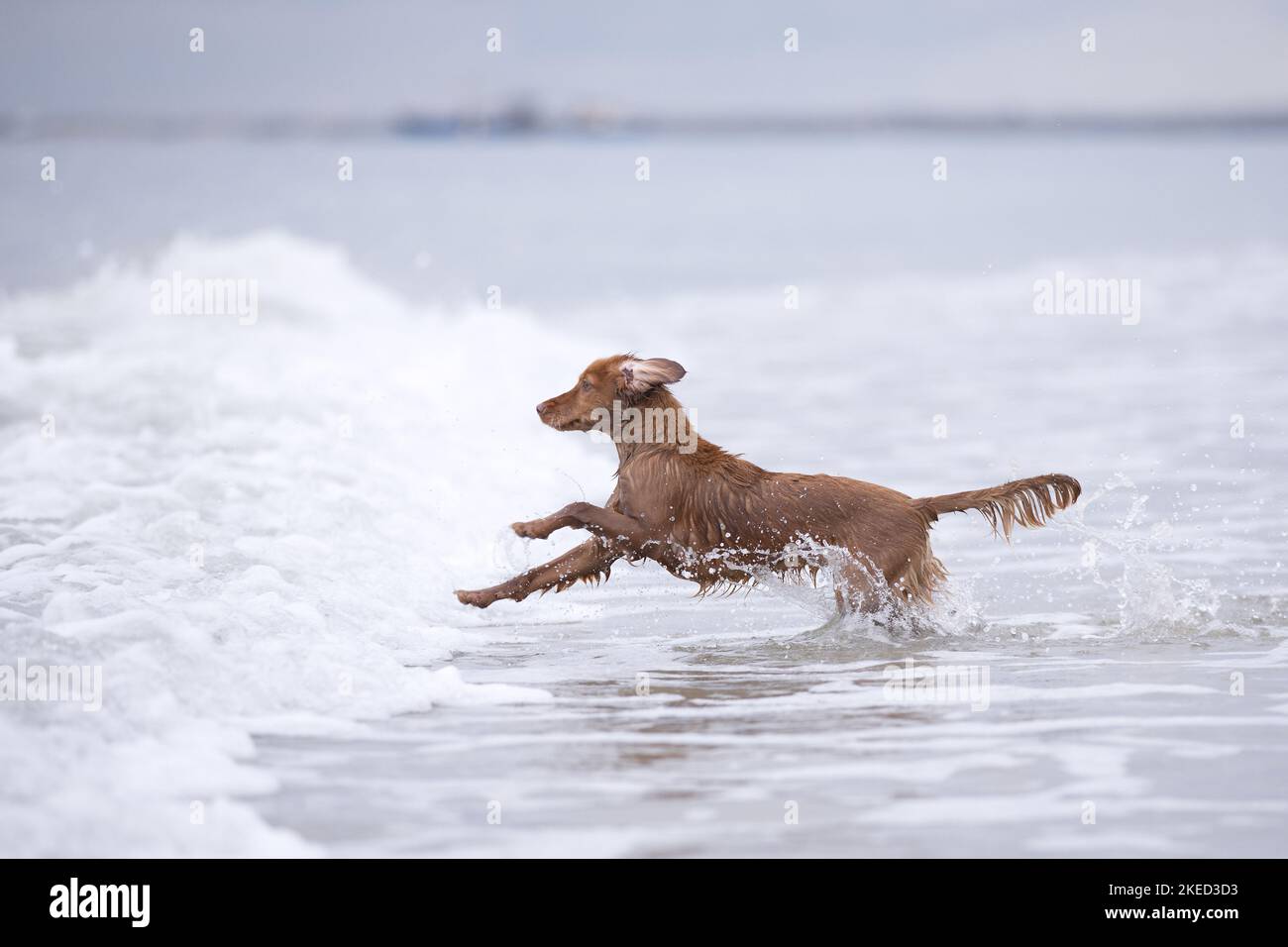 red Cocker-Spaniel-Mongrel Stock Photo