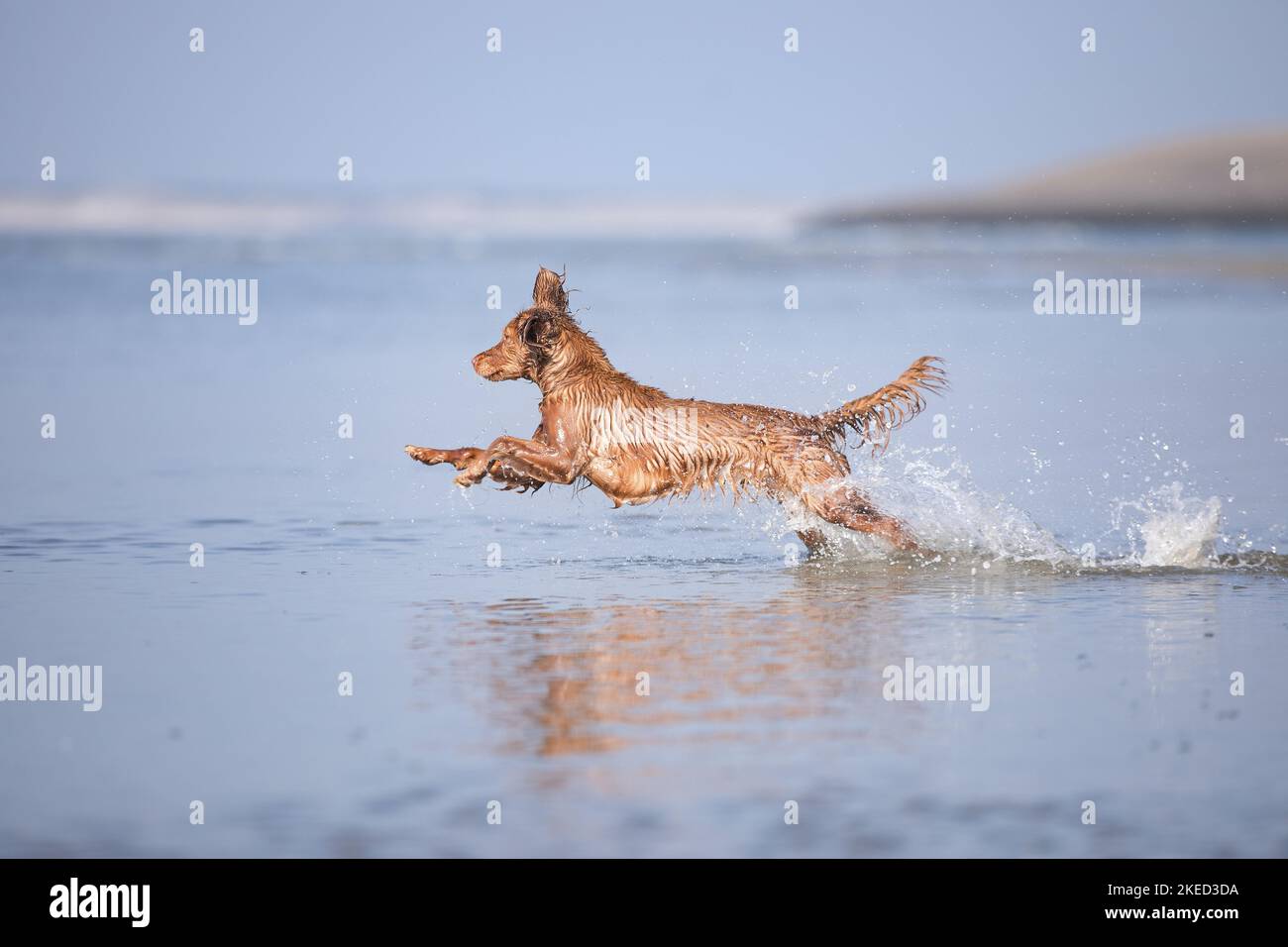 red Cocker-Spaniel-Mongrel Stock Photo