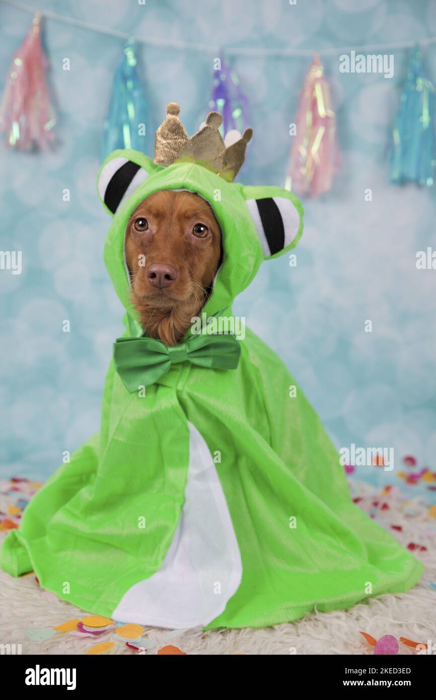 red Cocker-Spaniel-Mongrel Stock Photo