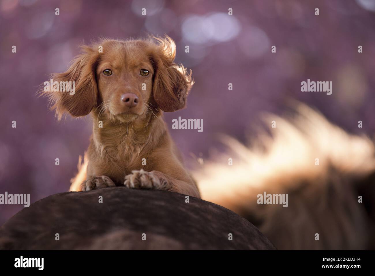 red Cocker-Spaniel-Mongrel Stock Photo