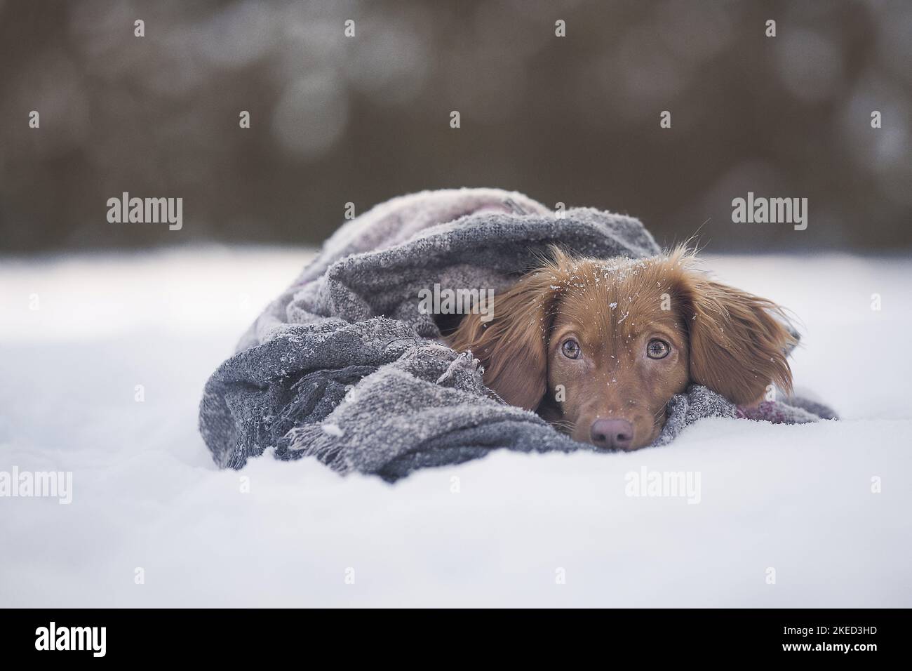 red Cocker-Spaniel-Mongrel Stock Photo