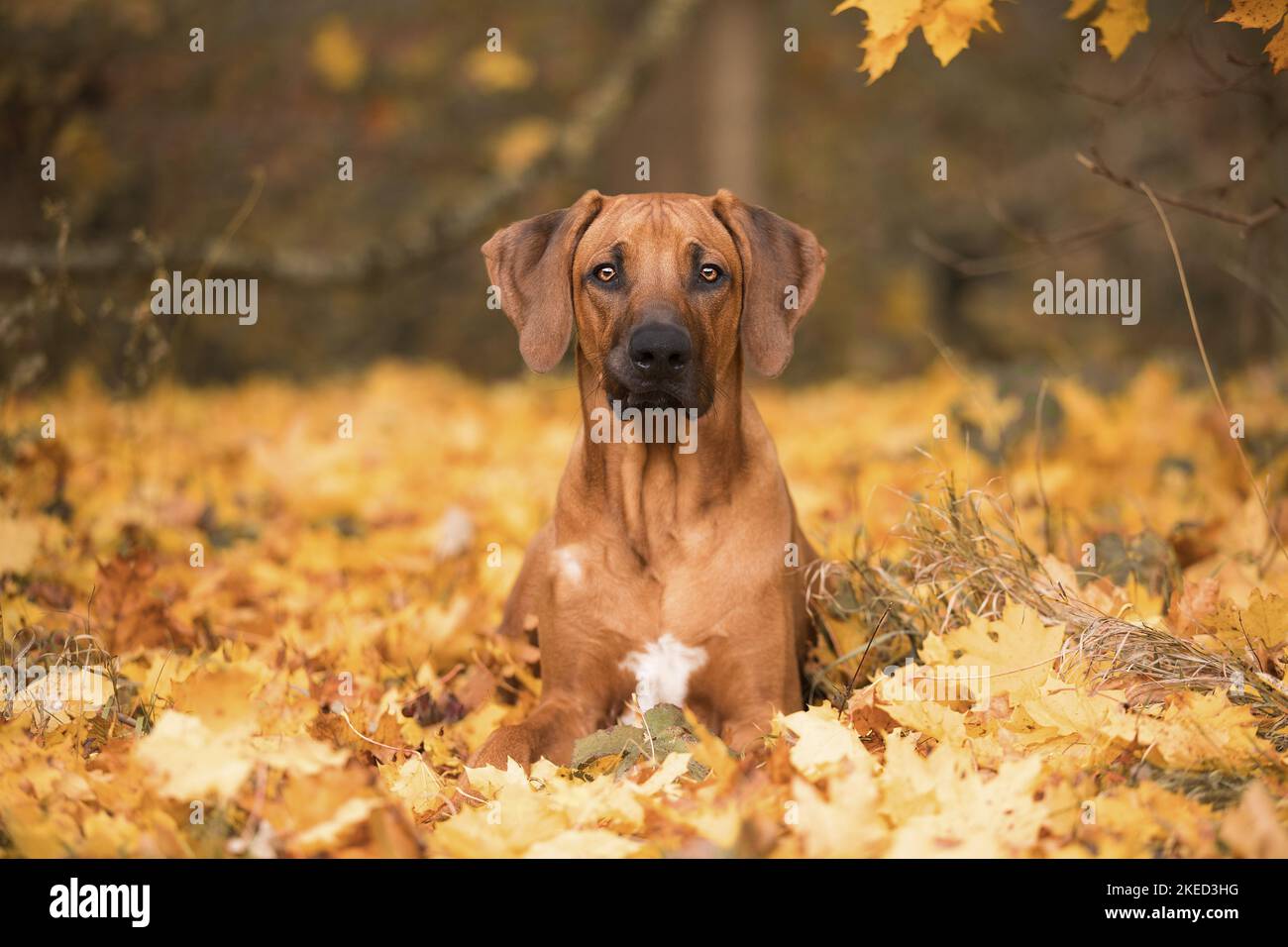 Young Ridgeback young Rhodesian Ridgeback Stock Photo - Alamy