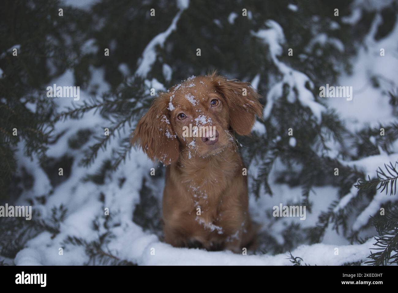 red Cocker-Spaniel-Mongrel Stock Photo