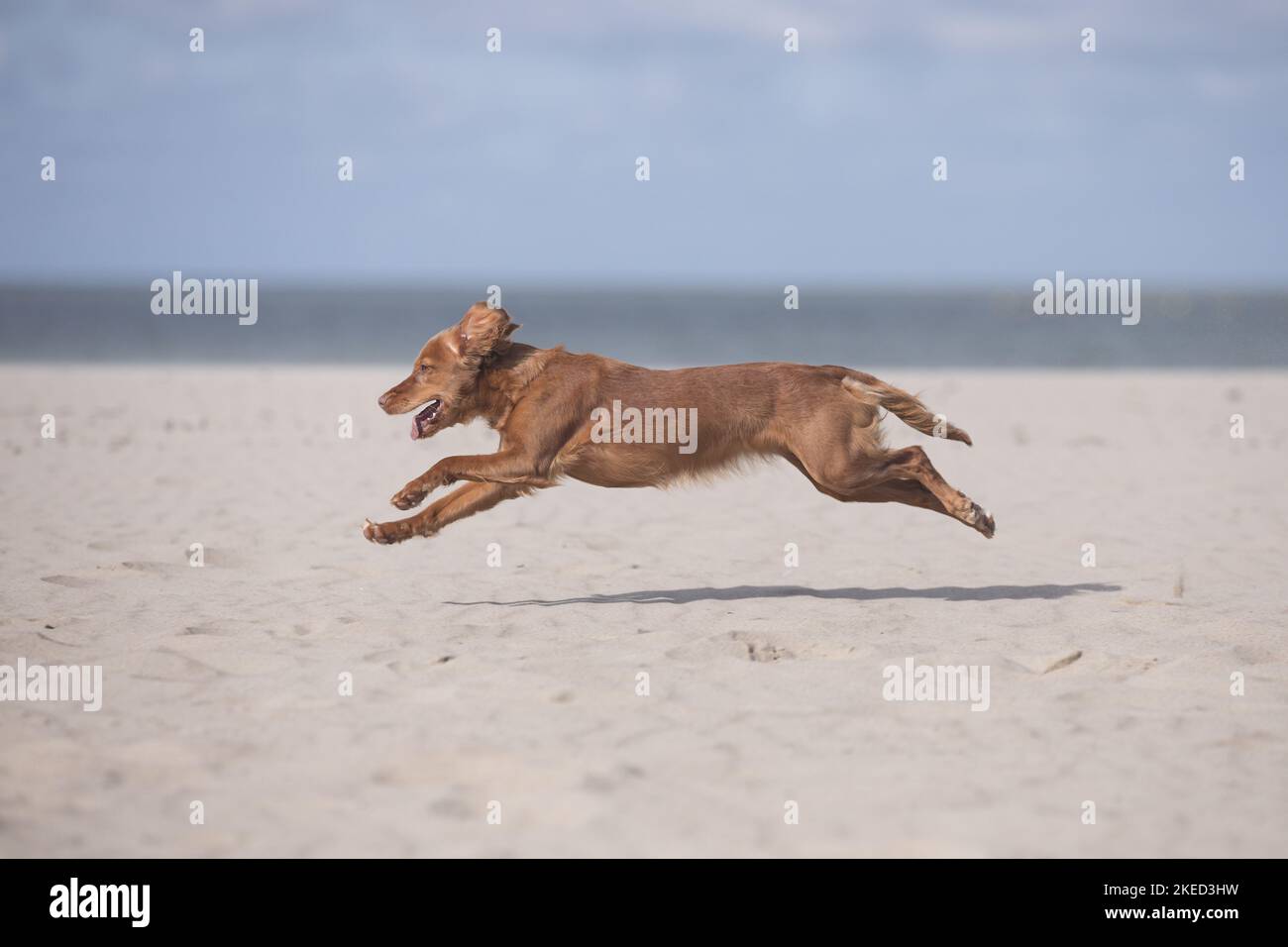 red Cocker-Spaniel-Mongrel Stock Photo