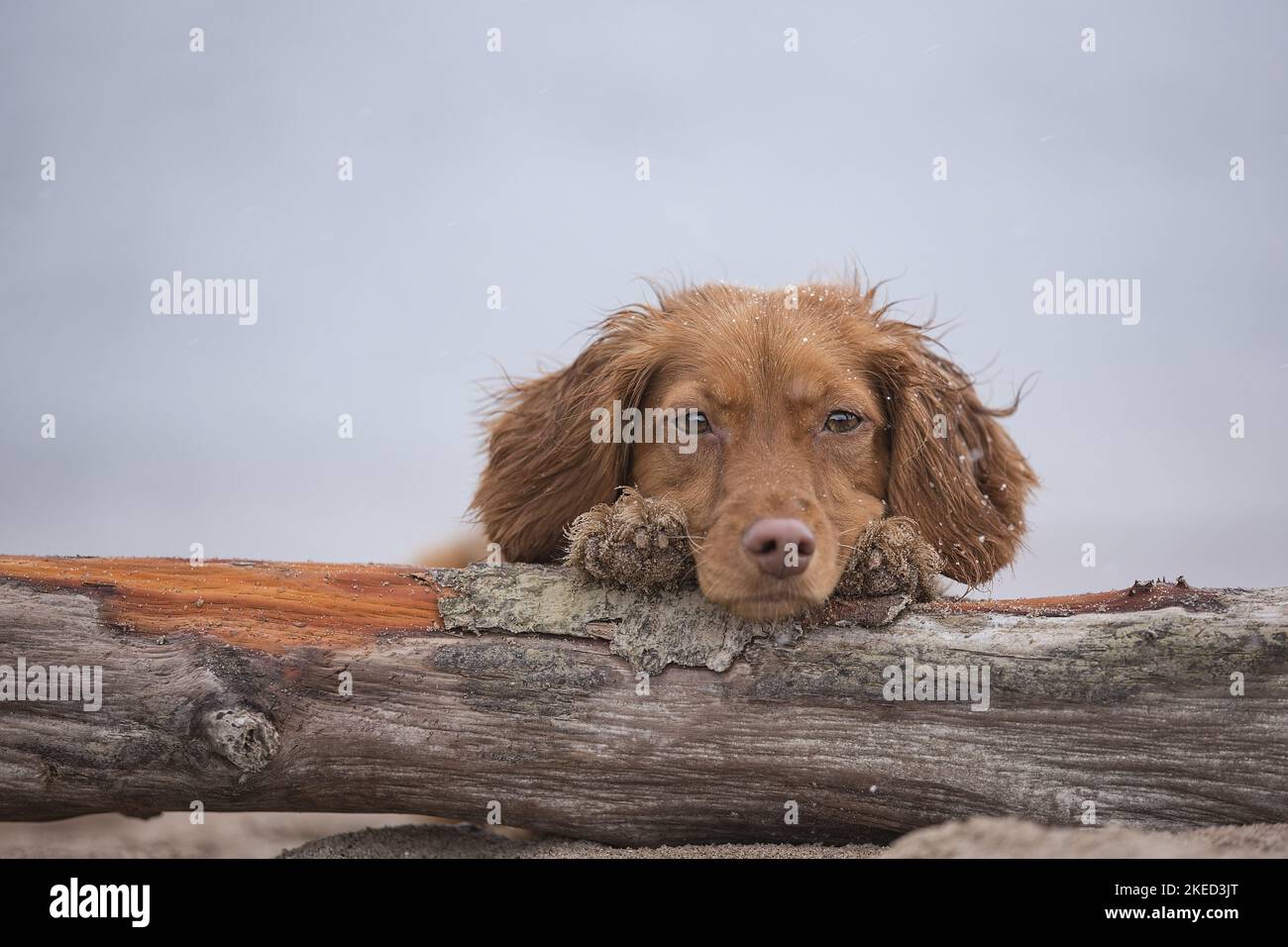 red Cocker-Spaniel-Mongrel Stock Photo