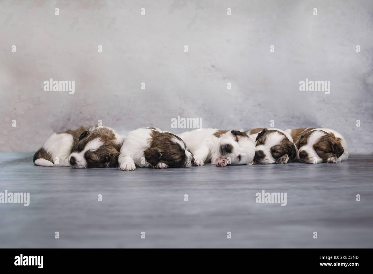 5 Krom Dog Puppies Stock Photo Alamy 5-krom-dog-puppies-stock-photo-alamy
