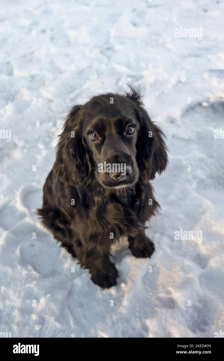 English Cocker Spaniel Puppy in the winter Stock Photo