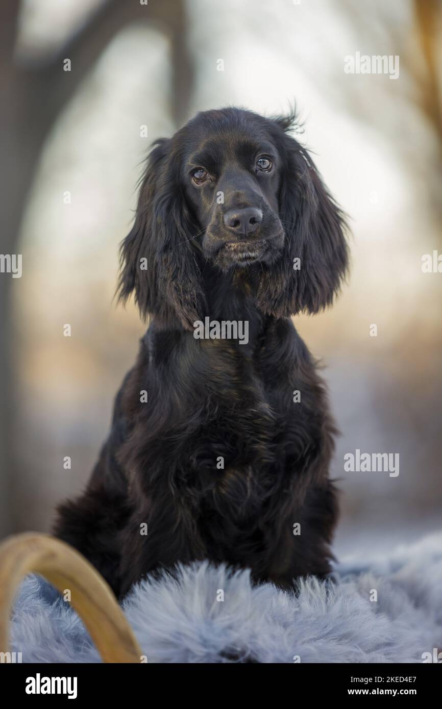 English Cocker Spaniel Puppy in the winter Stock Photo