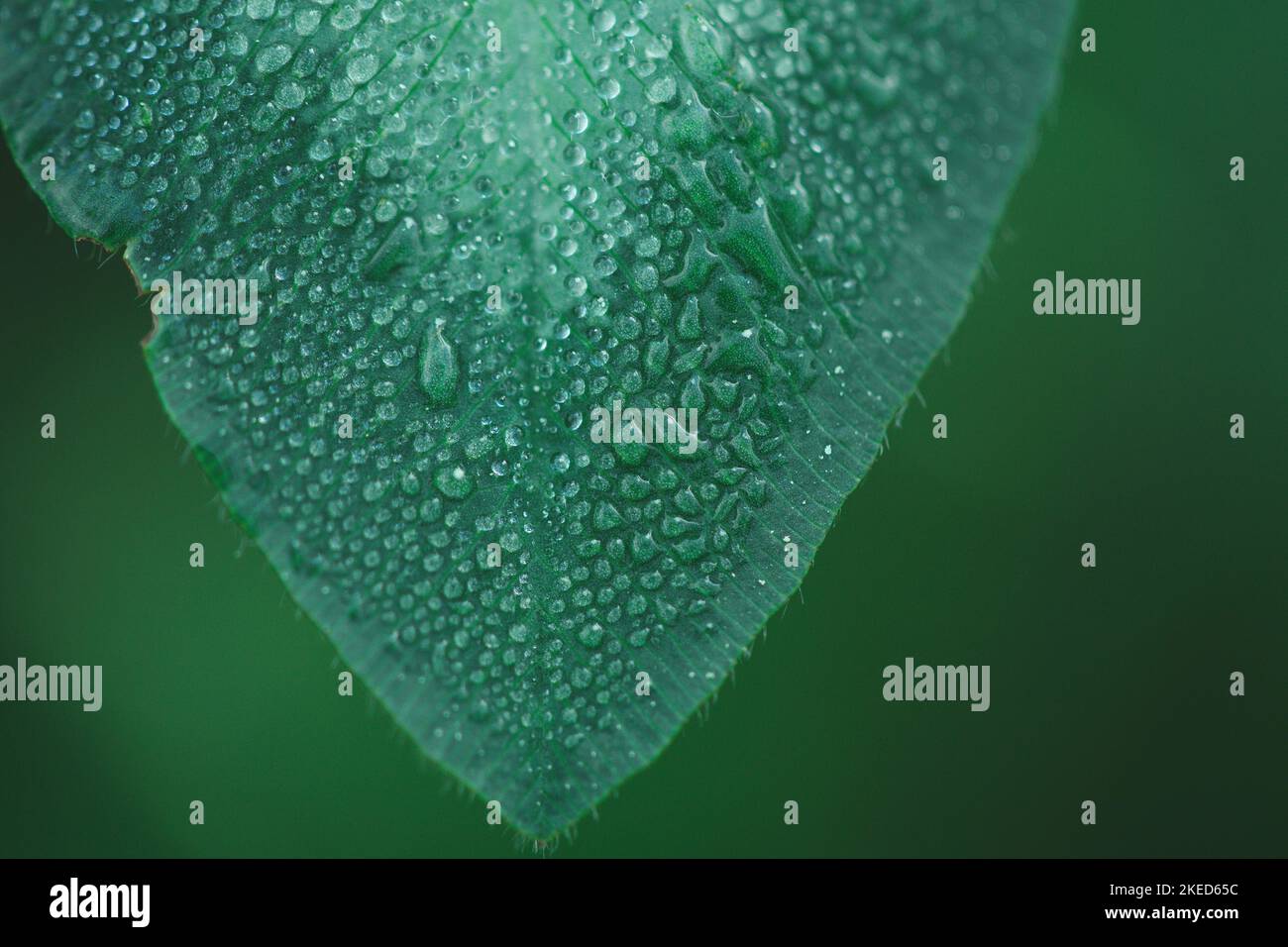A micro shot of a leaf covered by water drops on a green background Stock Photo