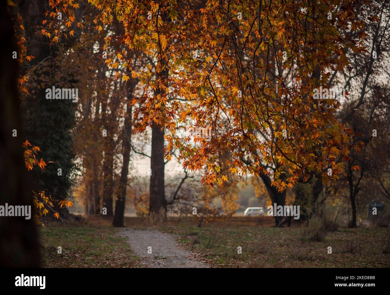 View of changed colour Maple leaves at a Mughal garden during the ...