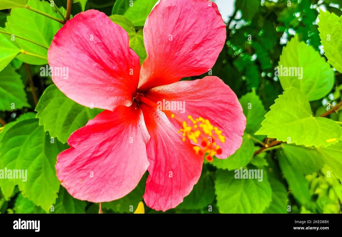 Red beautiful hibiscus flower flowers shrub tree plant in Zicatela ...