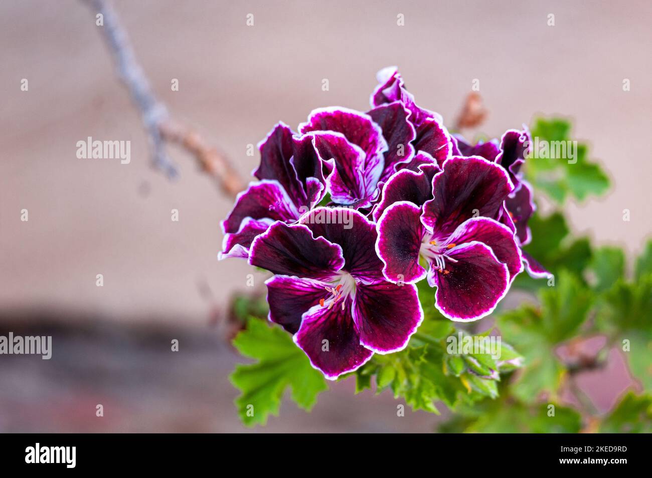 A shallow focus shot of beautiful purple geranium in full blossom Stock Photo