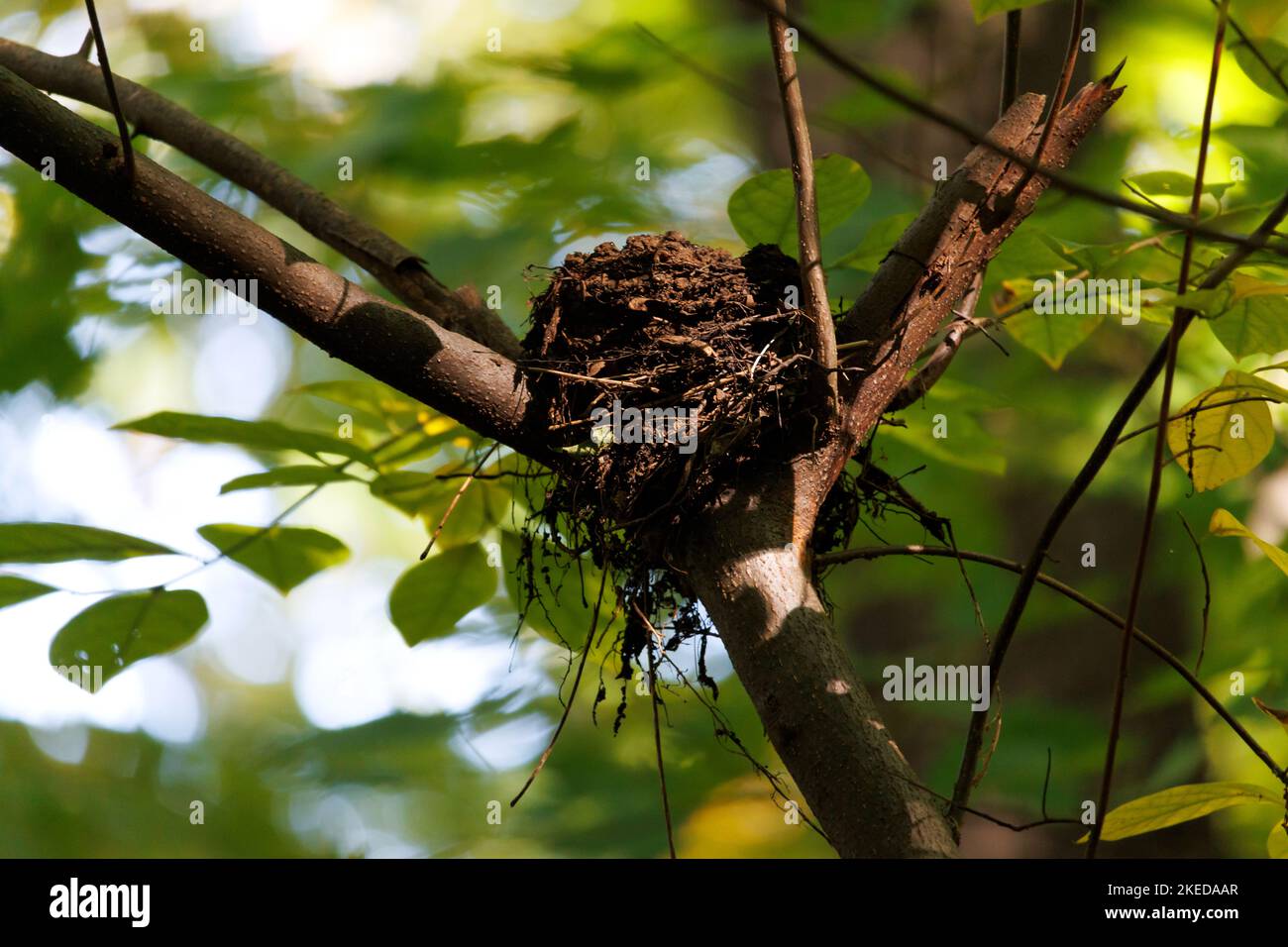 a bird's nest made with mud, twigs and leaves, probably made by an American Robin, in the crook of tree branches with foliage and high contrast light Stock Photo