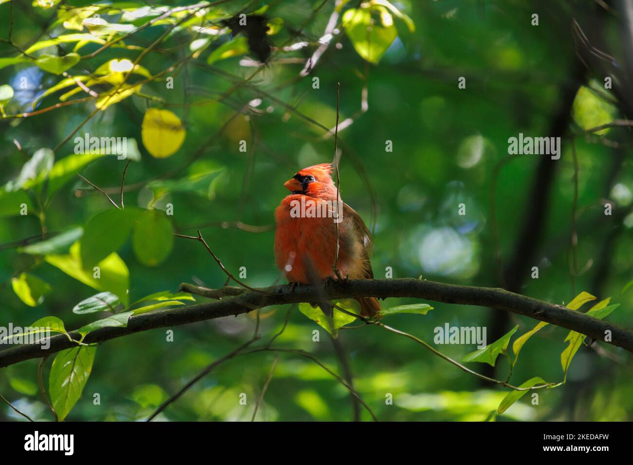 male northern cardinal perches majestically on a bowed tree branch in the forest surrounded by green foliage as a ray of sunlight beams through the Stock Photo