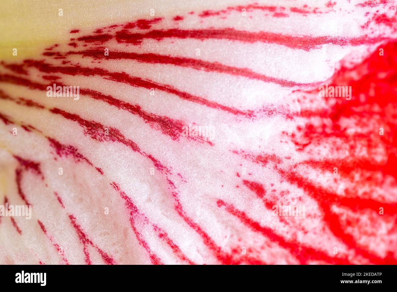Amaryllis flower petals Stock Photo - Alamy