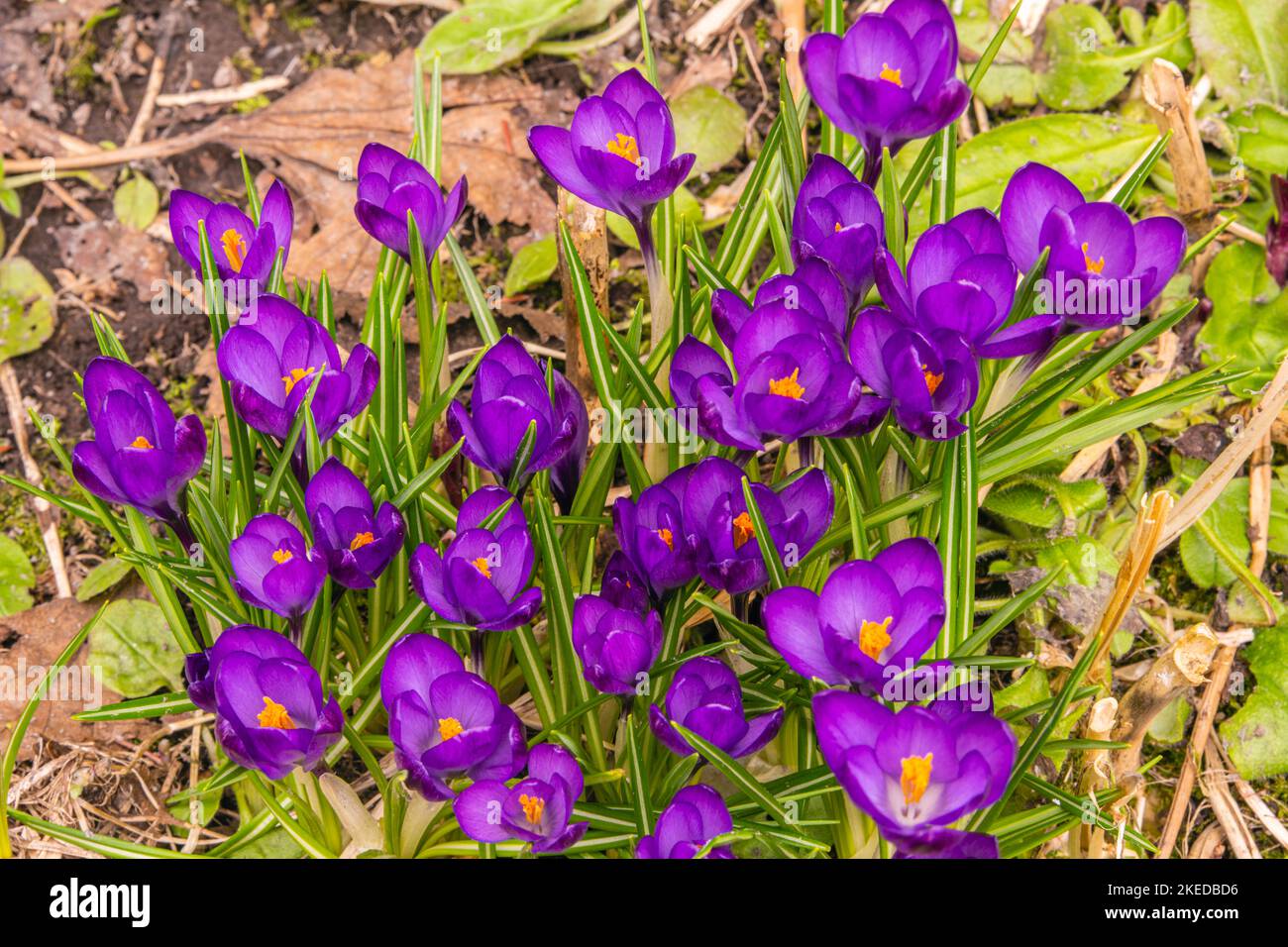 Crocuses emerging and flowering in an early spring garden, Greater Sudbury, Ontario, Canada Stock Photo