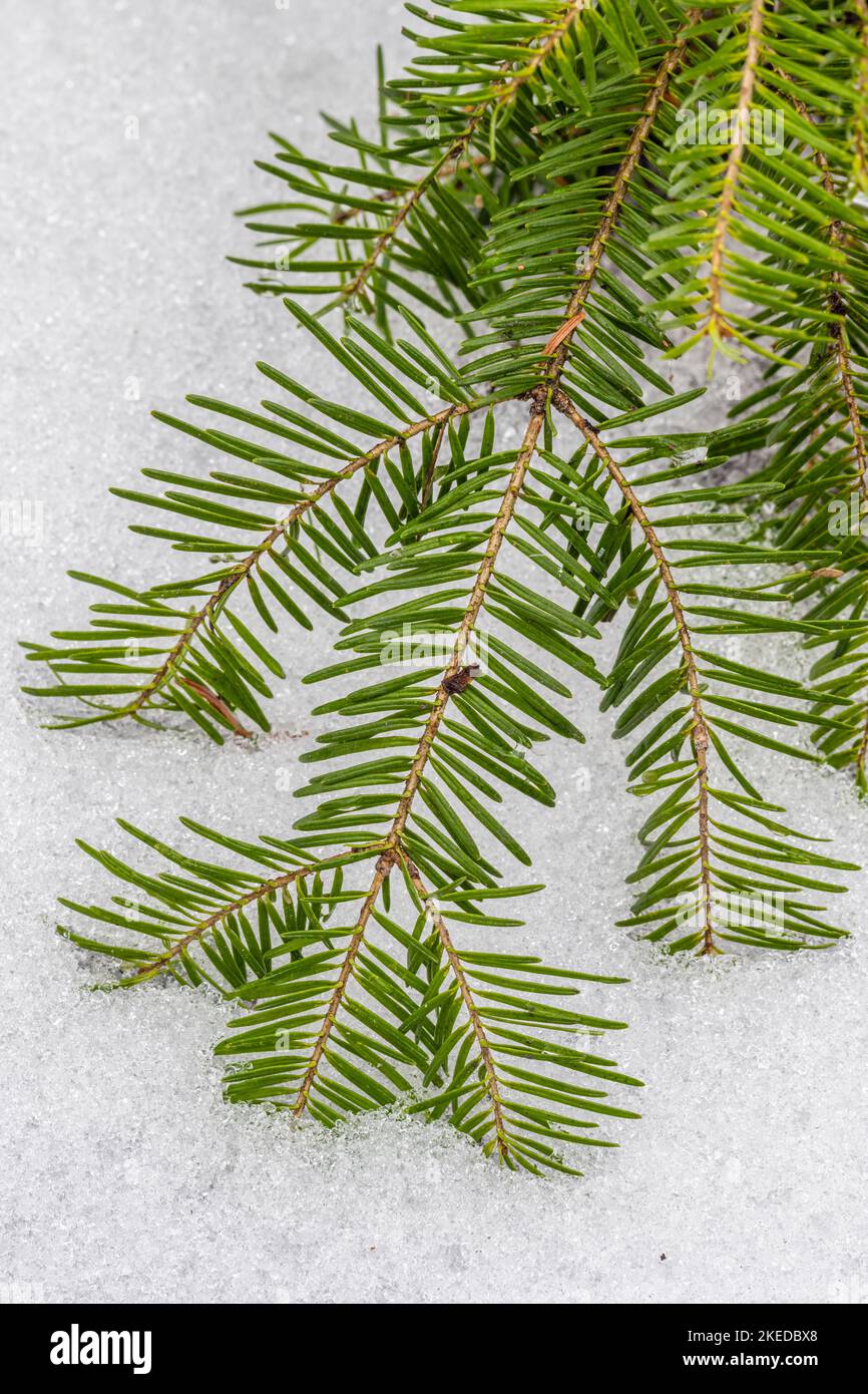 Balsam fir (Abies balsamea) bough and needles and spring snow, Greater Sudbury, Ontario, Canada Stock Photo