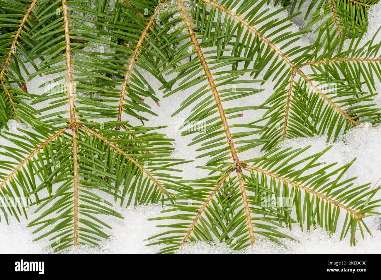 Balsam fir (Abies balsamea) bough and needles and spring snow, Greater Sudbury, Ontario, Canada Stock Photo