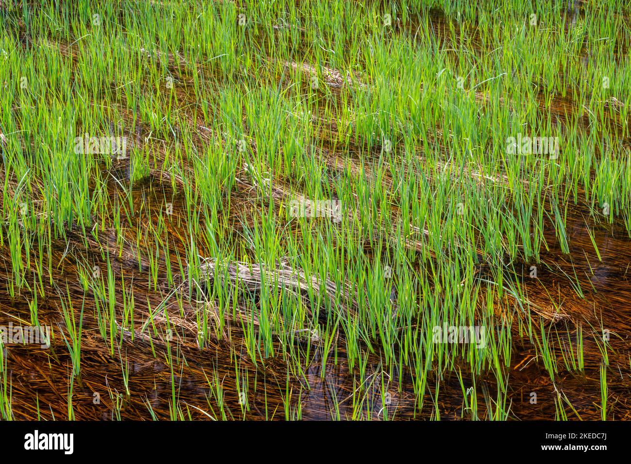 Marsh grasses, Greater Sudbury, Ontario, Canada Stock Photo Alamy