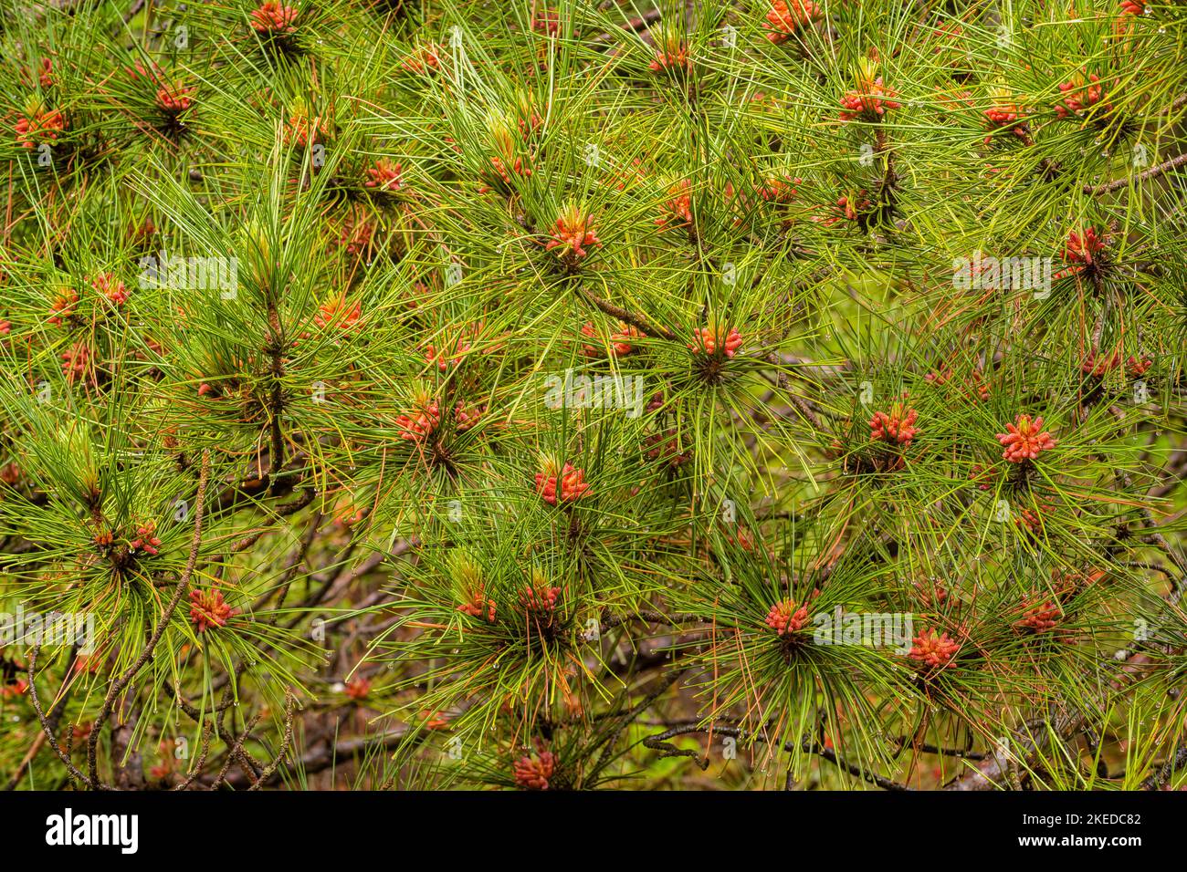 Red pine(Pinus resinosa). Cones and needles, Pinery Provincial Park, Grand Bend, Ontario, Canada Stock Photo