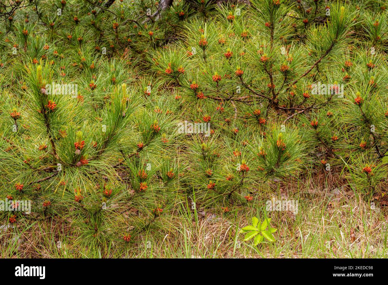 Red pine(Pinus resinosa). Cones and needles, Pinery Provincial Park, Grand Bend, Ontario, Canada Stock Photo