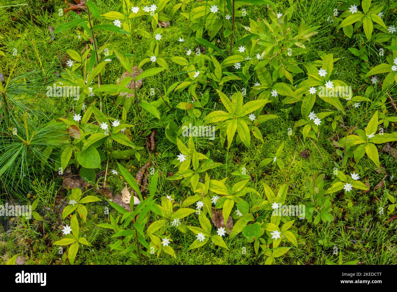 Starflower (Trientalis borealis) in the woodland understory, Killarney Provincial Park, Killarney, Ontario, Canada Stock Photo