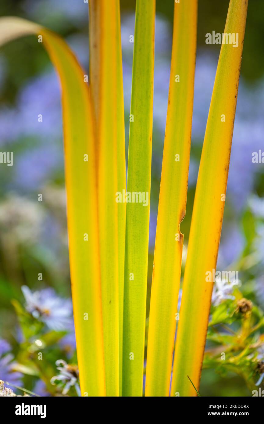 Yellowing, late summer, cattail leaves (Typha) and purple aster flowers