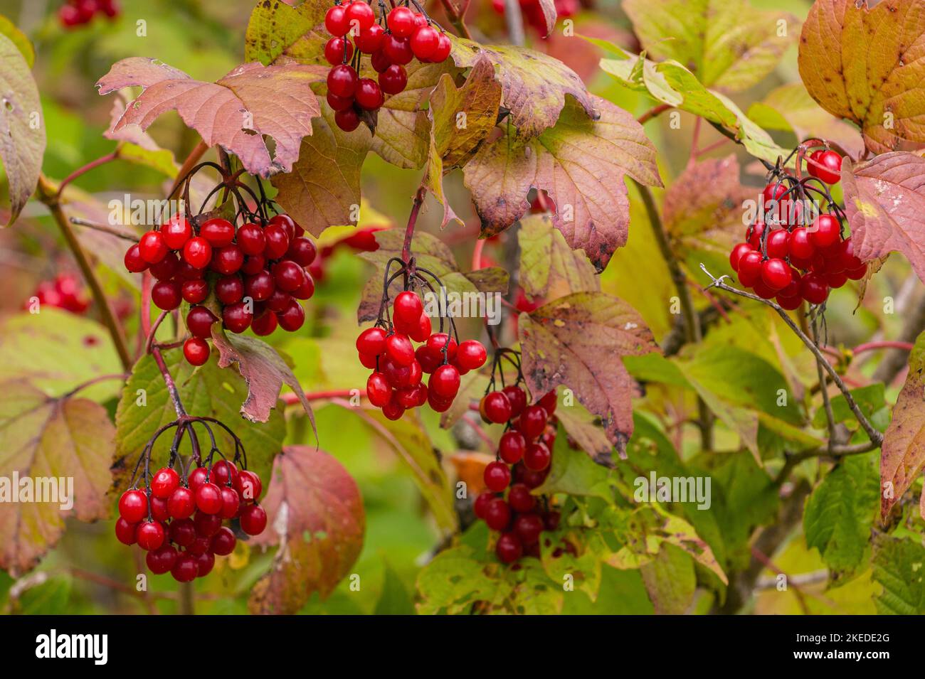 Highbush cranberry (Viburnum trilobum ), Westford, Vermont, USA Stock Photo