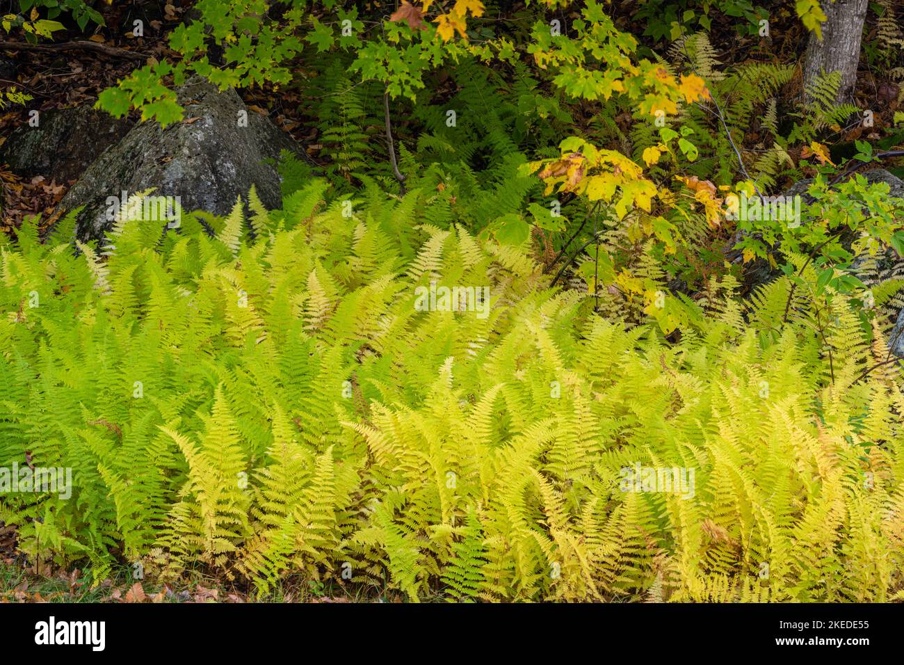 Fern colonies, Crawford Notch State Park, New Hampshire, USA Stock Photo