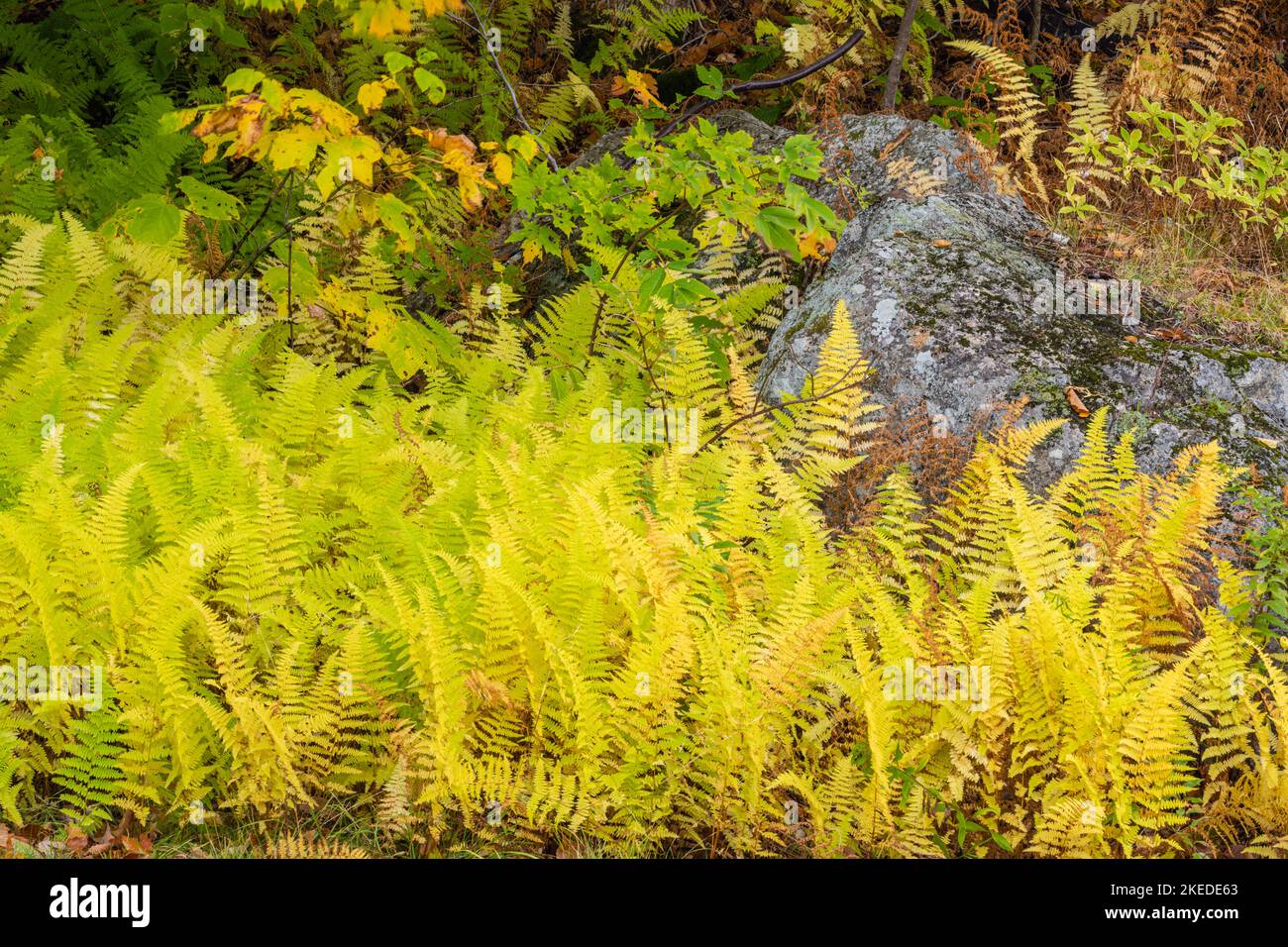 Fern colonies, Crawford Notch State Park, New Hampshire, USA Stock Photo