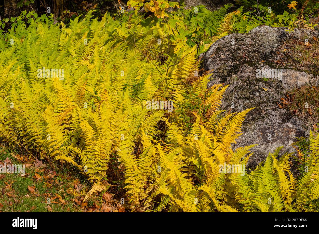 Hay-scented fern colony, Crawford Notch State Park, New Hampshire, USA Stock Photo