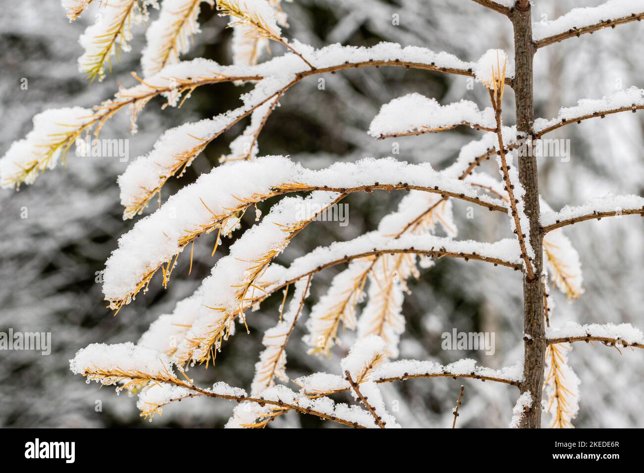 Eastern Larch (Larix laricina) Fresh snow in late autumn, Greater Sudbury, Ontario, Canada Stock Photo