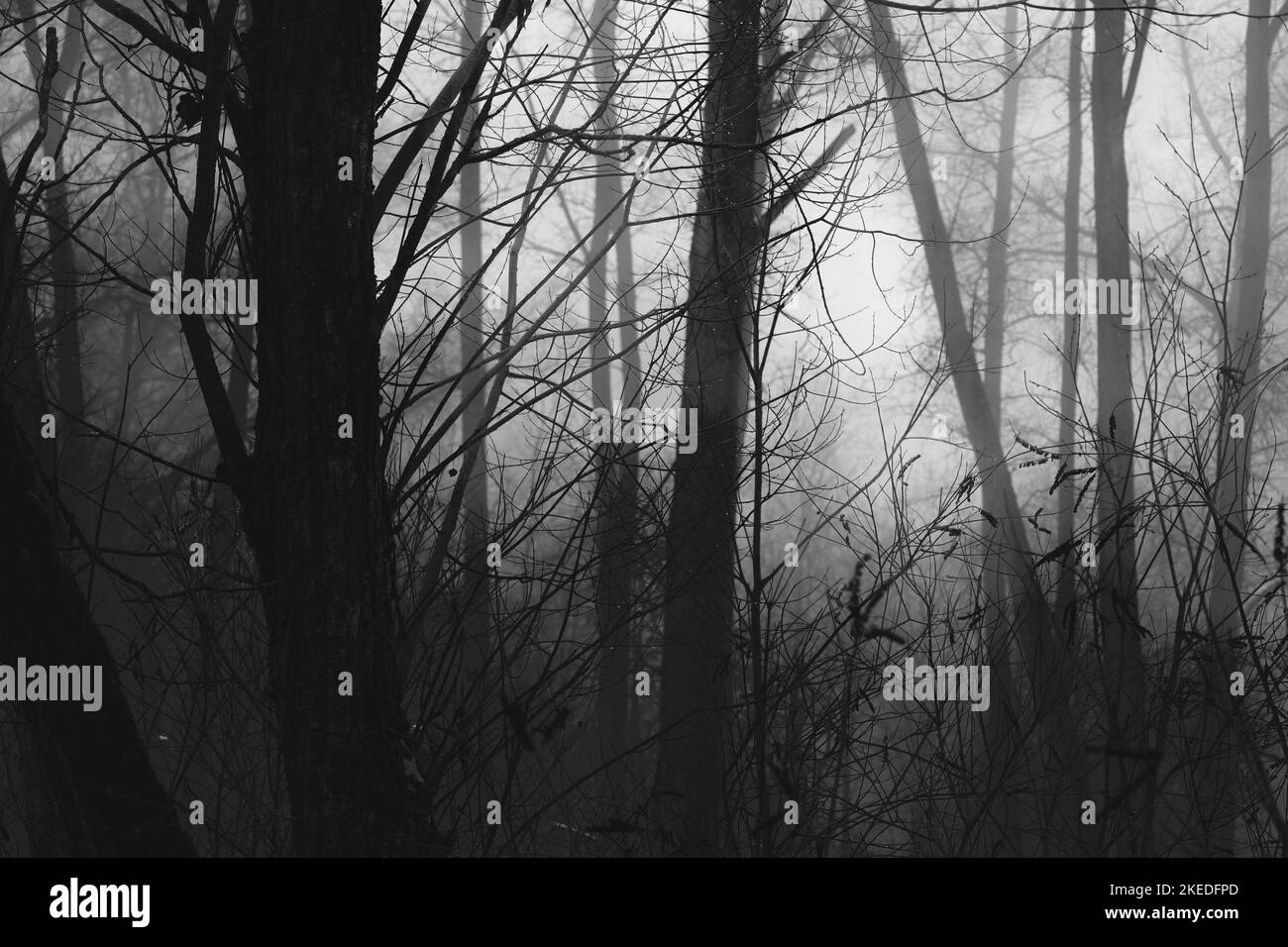 Dark foggy forest atmosphere, gloomy woods, black metal forest ...
