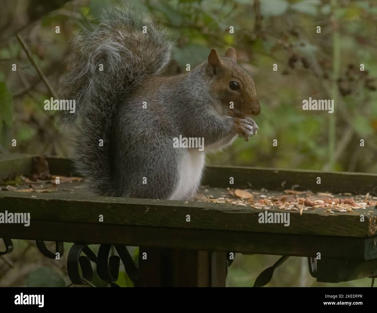 Squirrel eating all the bird seed Stock Photo Alamy