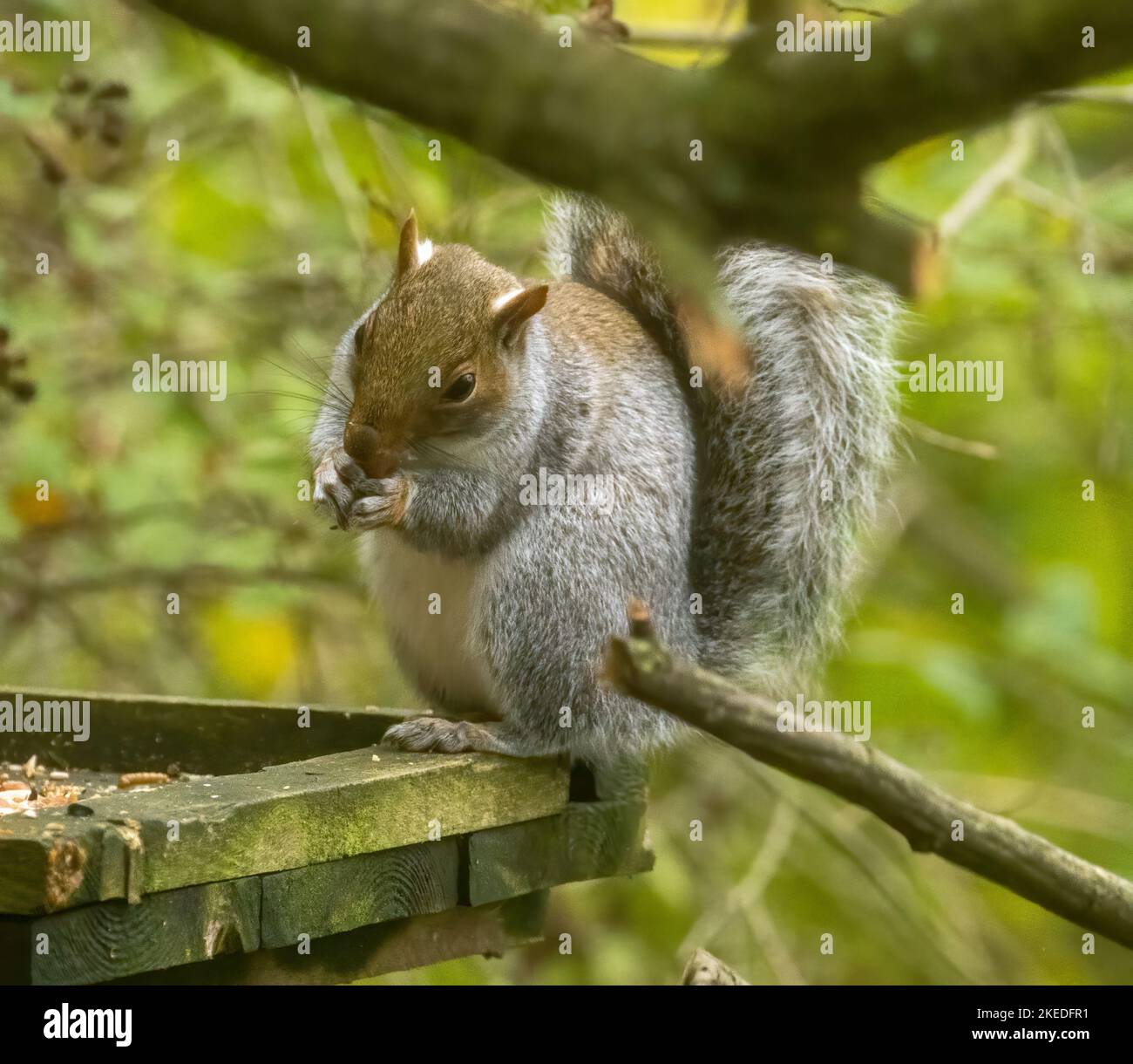 Squirrel eating all the bird seed Stock Photo Alamy