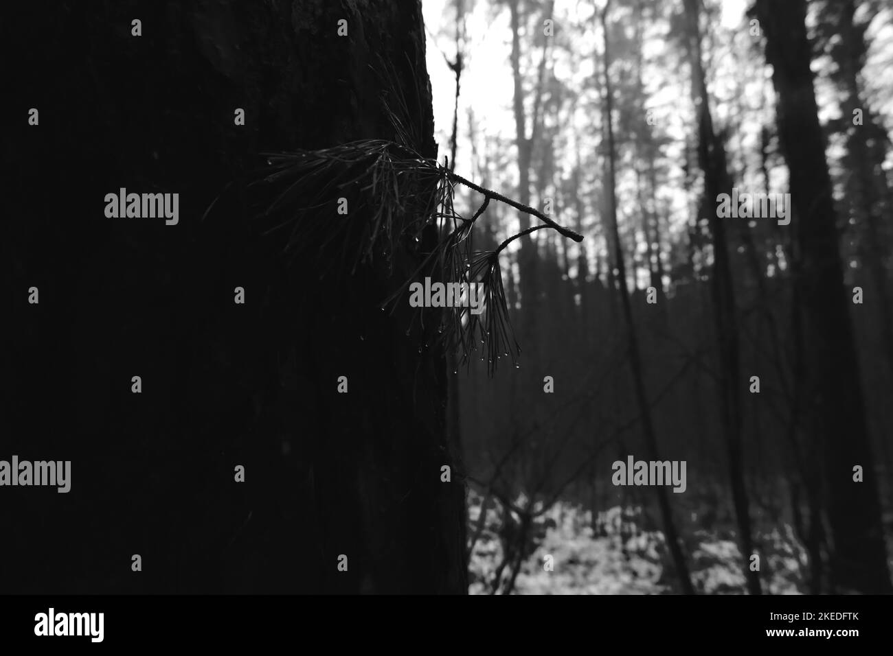Black metal forest, first snow in a dark spooky forest, dark horror atmosphere Stock Photo