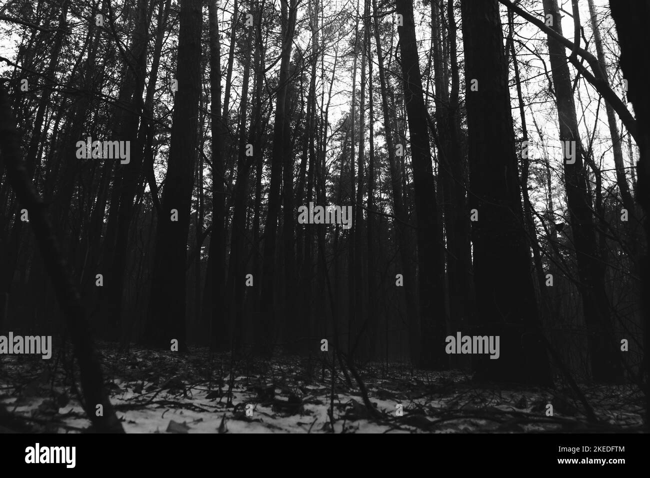 Black metal forest, first snow in a dark spooky forest, dark horror atmosphere Stock Photo