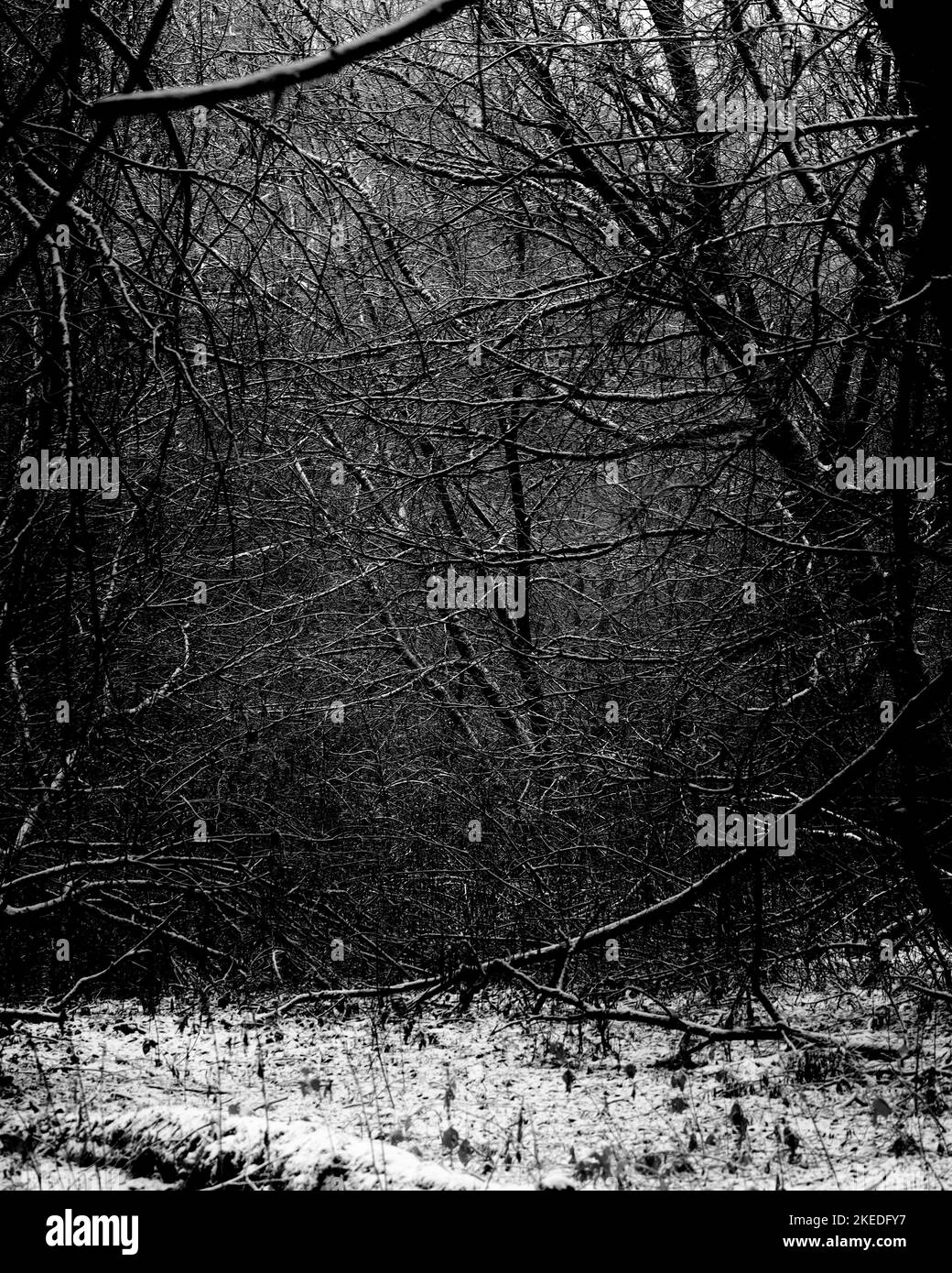 Black metal forest, first snow in a dark spooky forest, dark horror