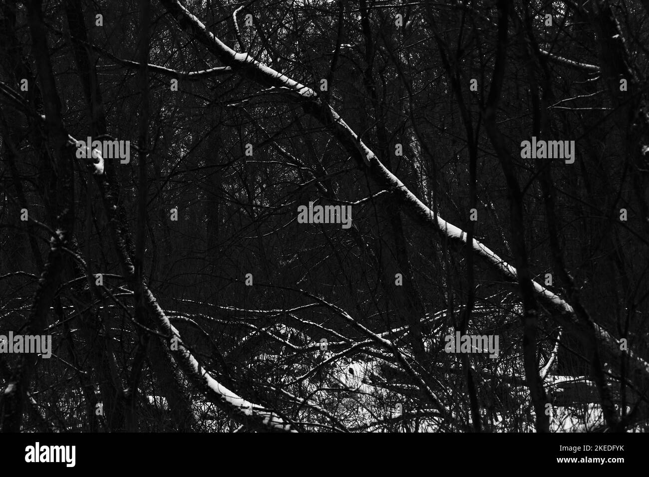 Black metal forest, first snow in a dark spooky forest, dark horror atmosphere Stock Photo